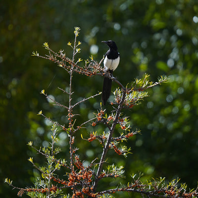 Reversing the Biodiversity Loss
