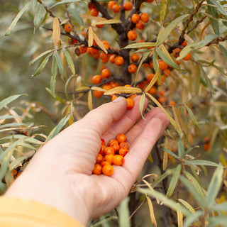 Sea buckthorn
