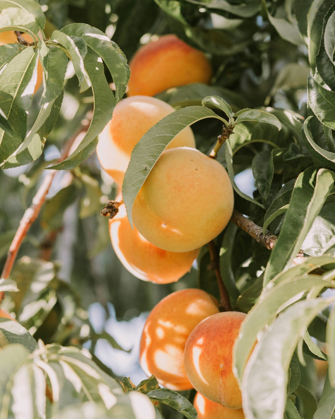 Apricot