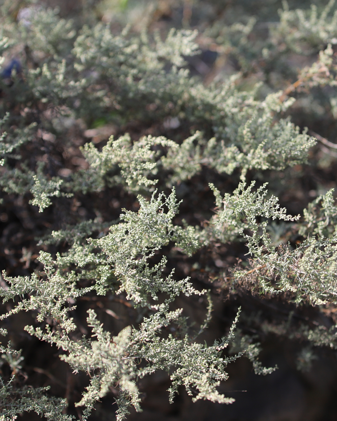 Artemisia