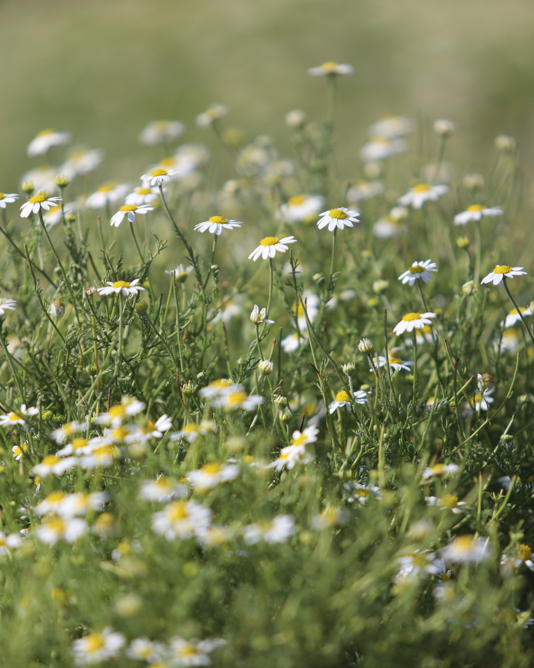 Chamomile