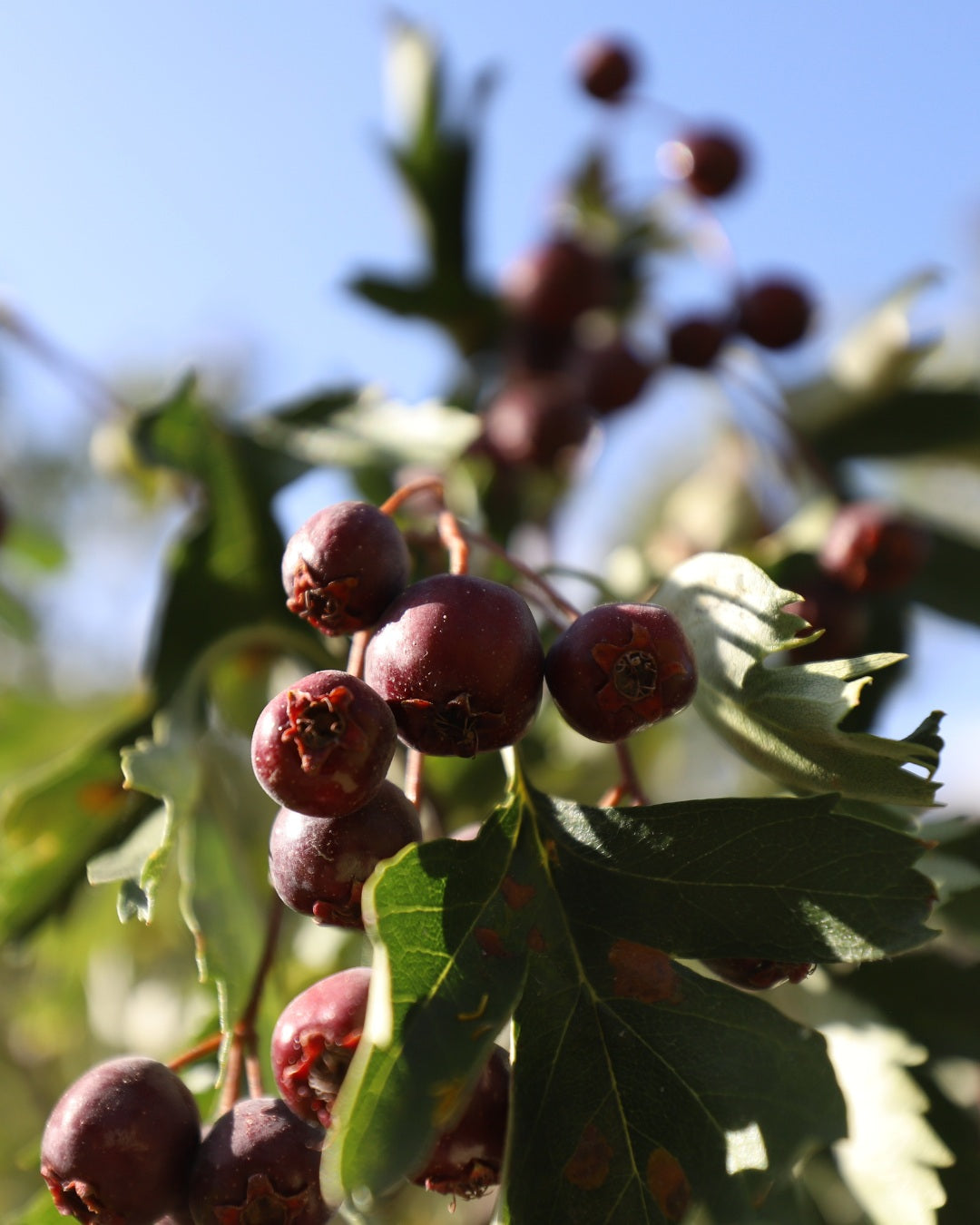 Hawthorn Berry
