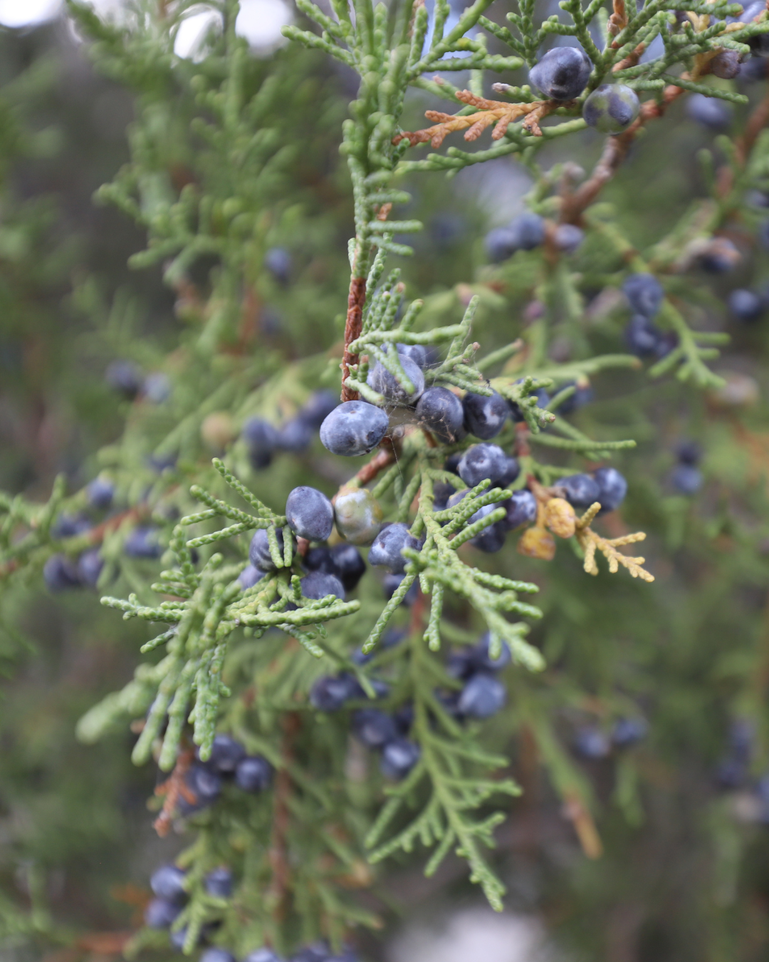 Juniper