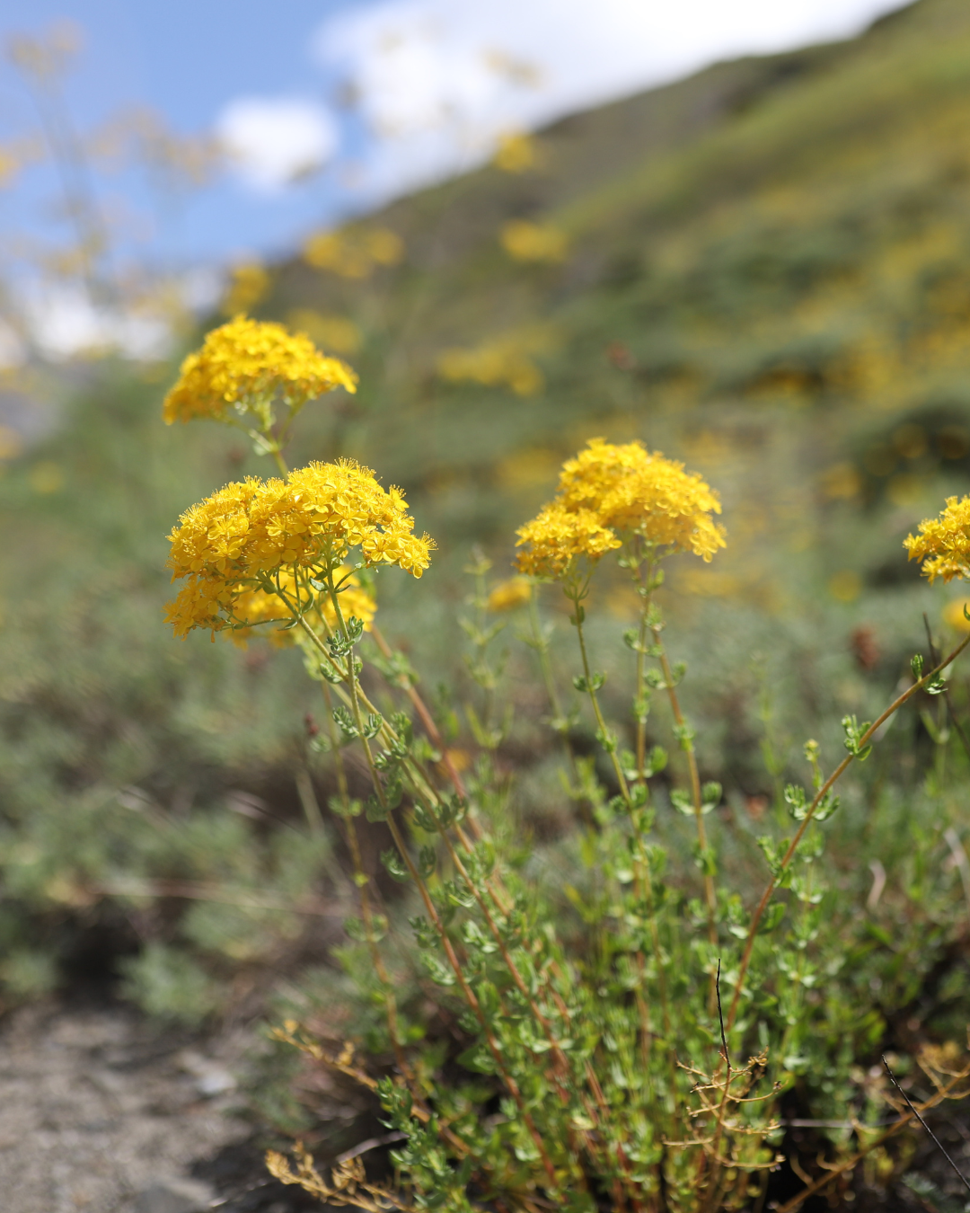 St John's-wort