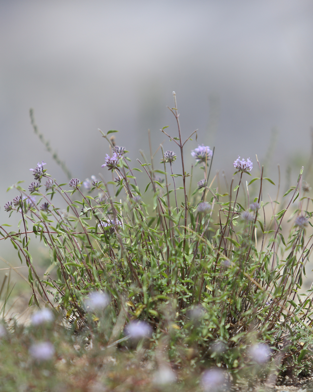 Wild Thyme