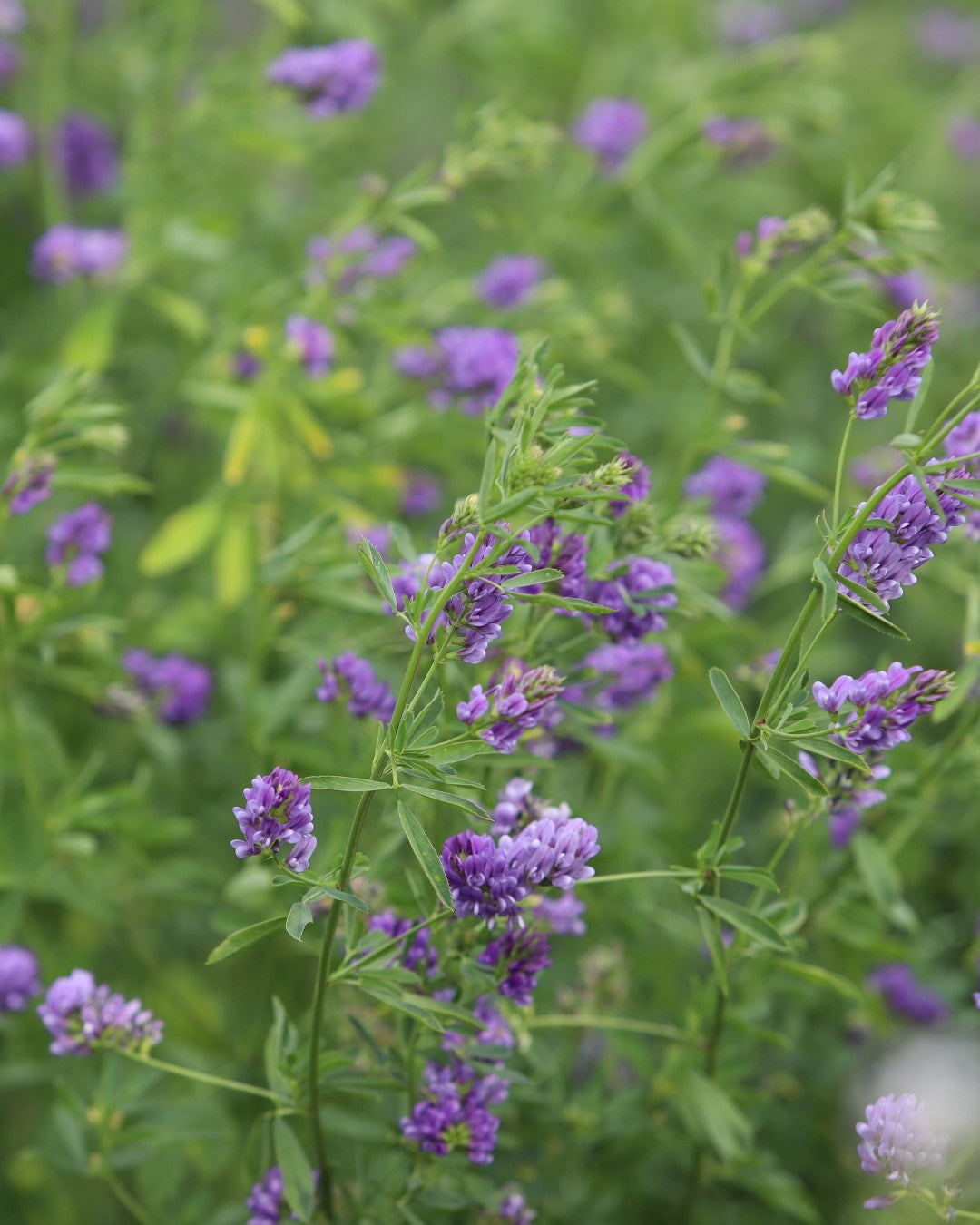 Alfalfa