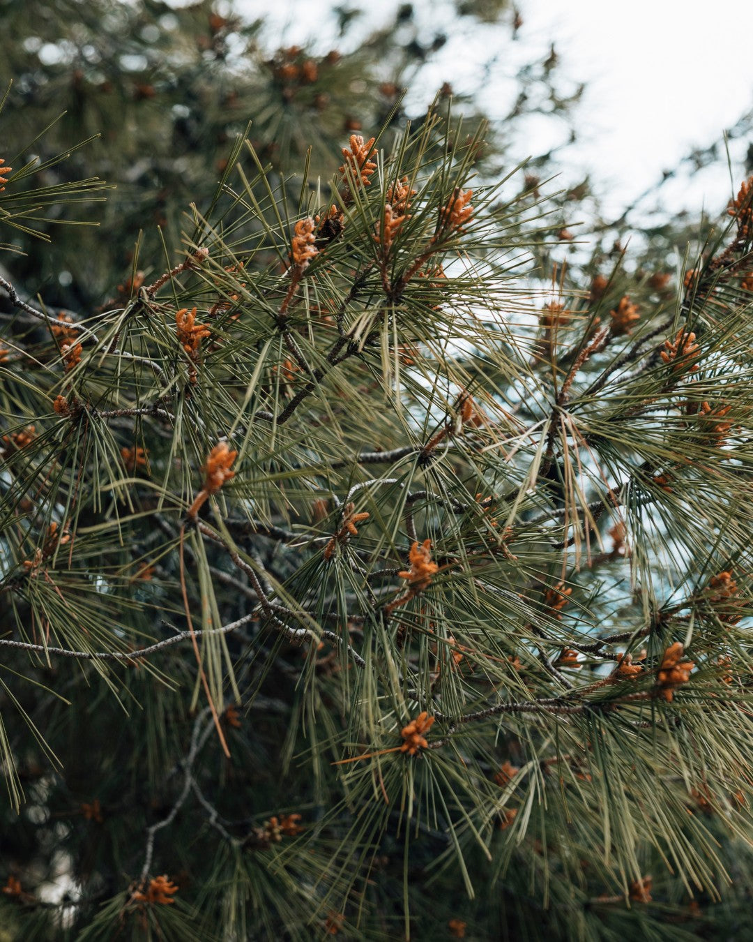 Himalayan cedar