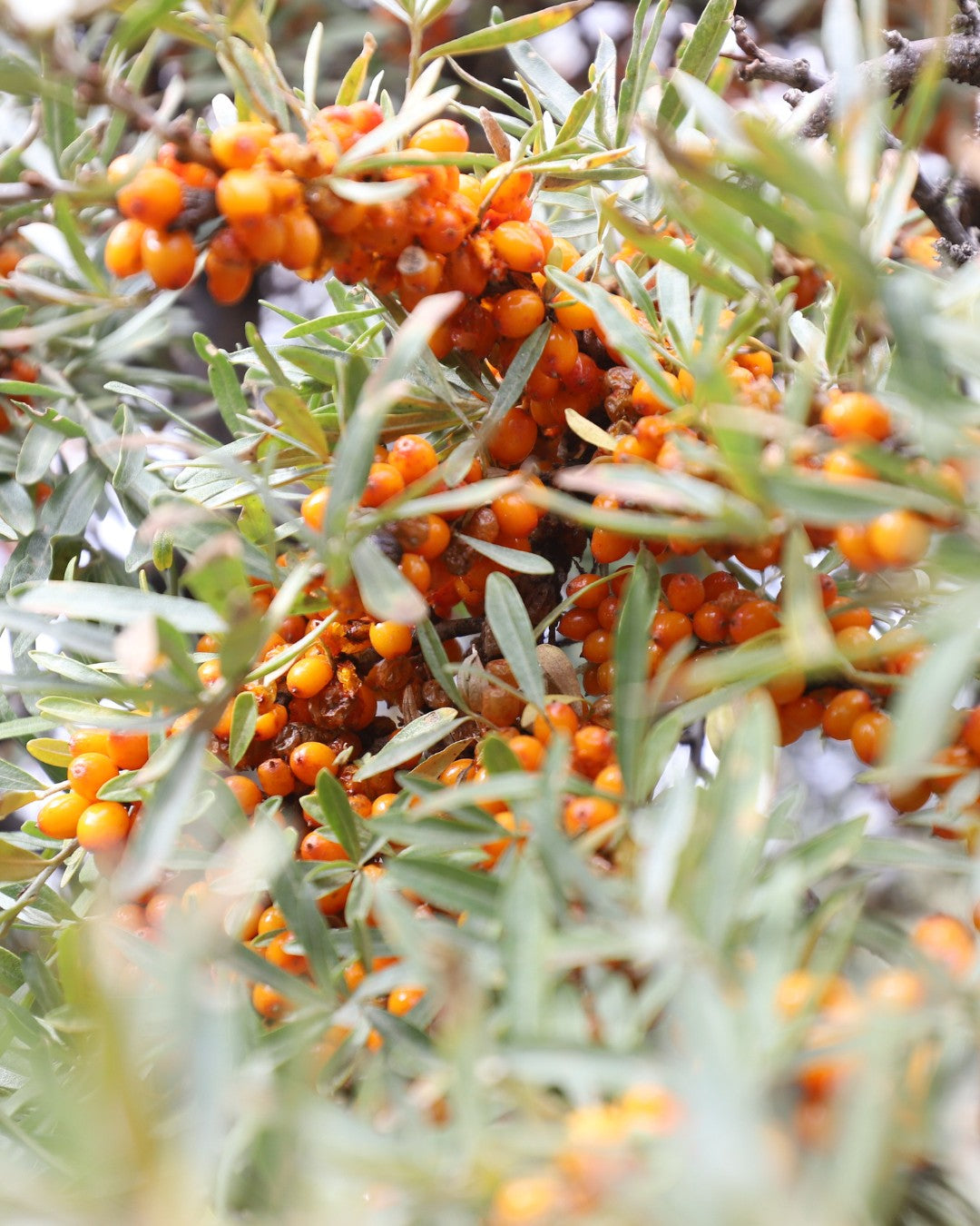 Sea Buckthorn
